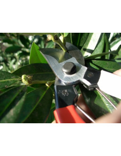 Sécateur - 200 mm - lame 55 mm - SILKY® 2