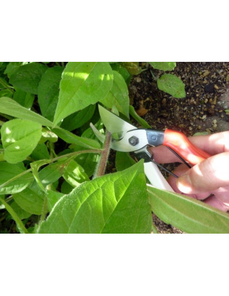 Sécateur - 200 mm - lame 55 mm - SILKY®